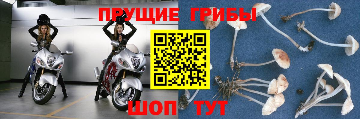 Псилоцибиновые грибы Psilocybine cubensis  Вход с VPN  Ногинск  Галлюциногенные грибы GOLDEN TEACHER 